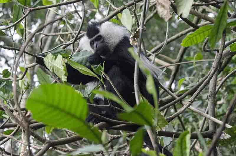 38 - Mono Colobo de Angola - parque nacional de Nyungwe - Ruanda